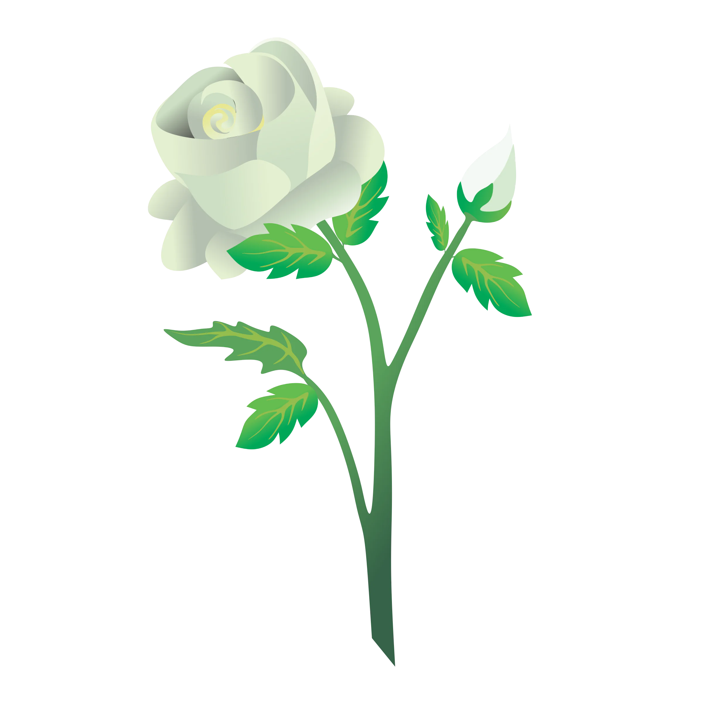 white single rose